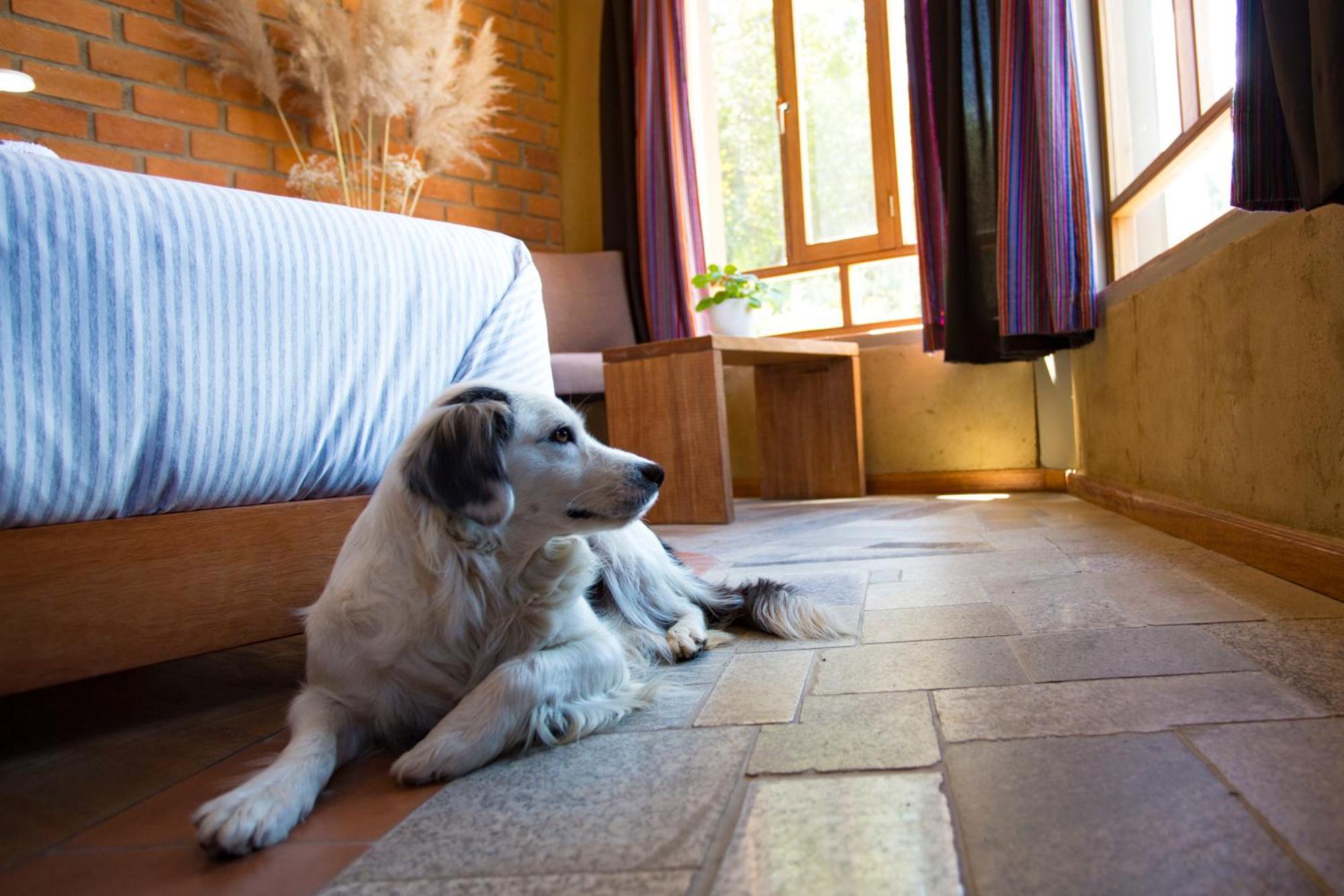 Fleur Lodge Carhuaz エクステリア 写真